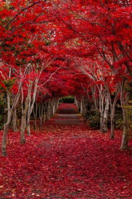  Suihua City's Beijie Red Willow Forest: A Crimson Tapestry for Nature Lovers!